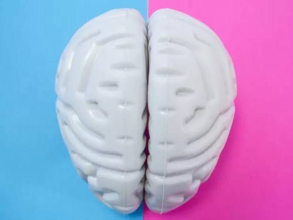 El sexe i el cervell