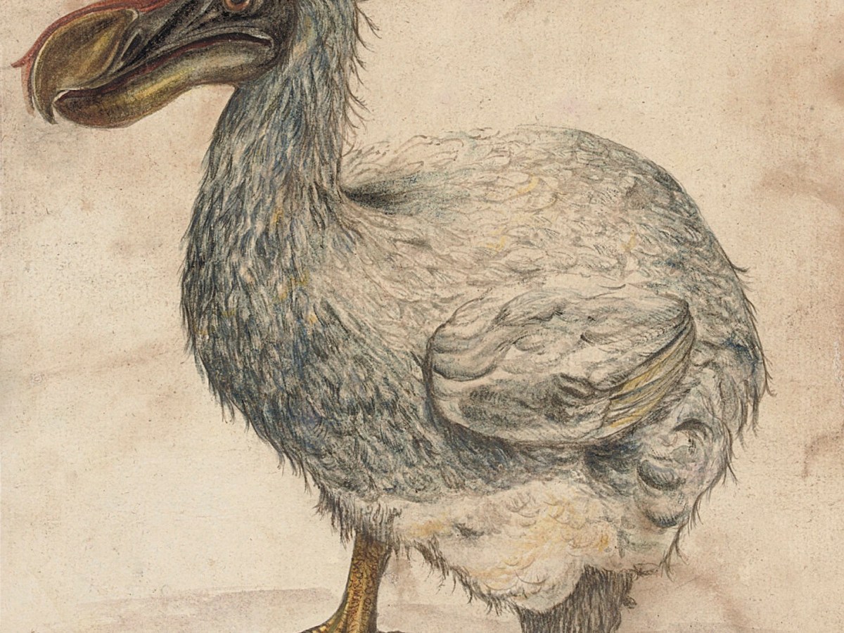 Emergència o eufòria lingüística?