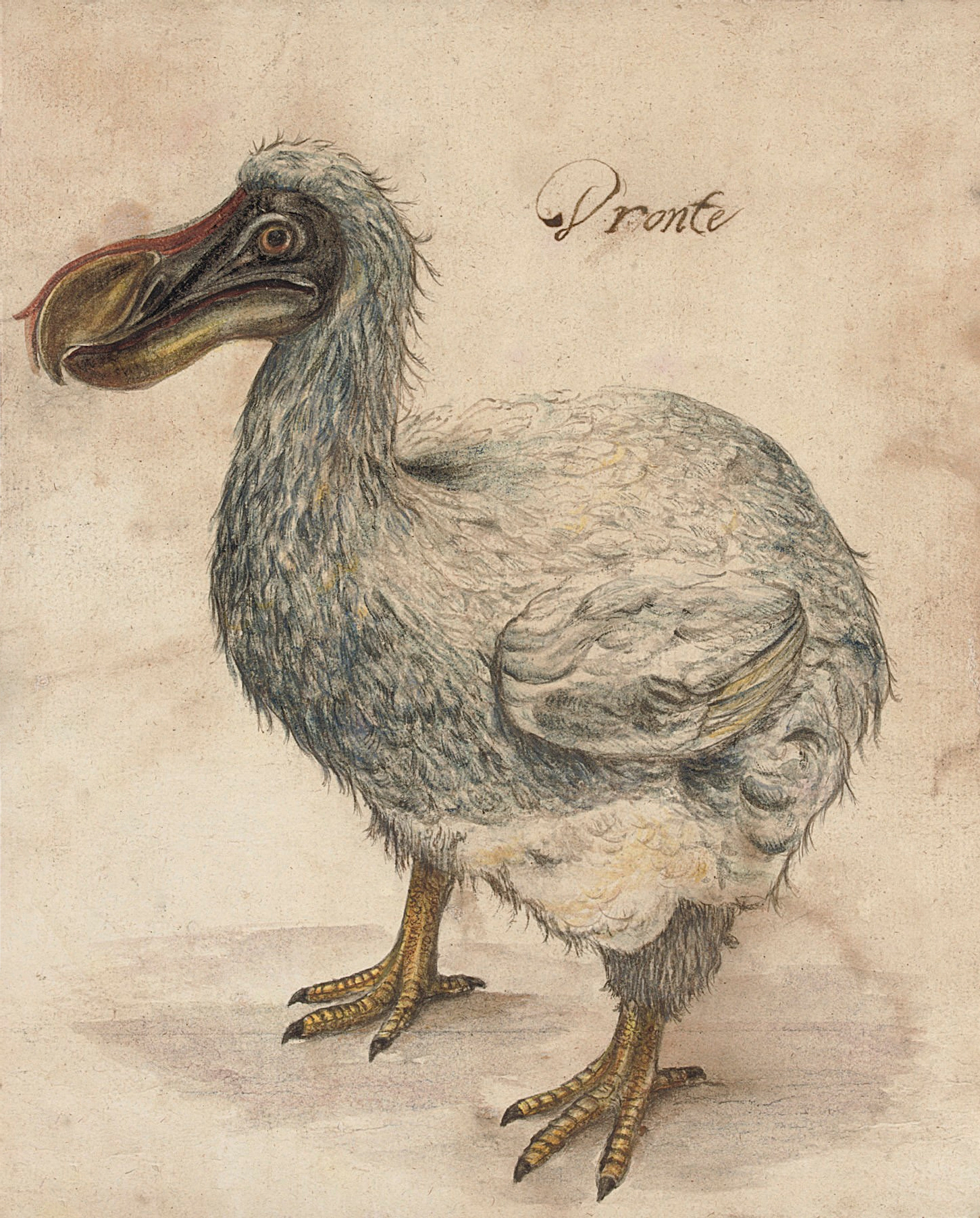 Reconstrucció del segle XVII d'un dronte o dodo (Wikimedia Commons)